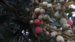 Gaiadendron punctatum