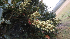 Gaiadendron punctatum