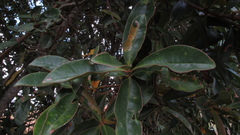 Gaiadendron punctatum