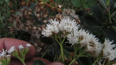 Ageratina tinifolia