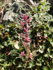 Heuchera caespitosa
