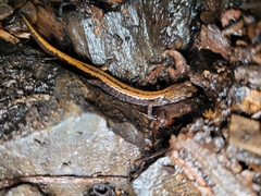 Plethodon larselli
