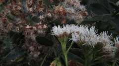 Ageratina tinifolia