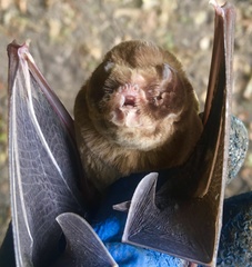 Mormoops megalophylla