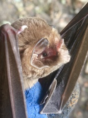 Mormoops megalophylla