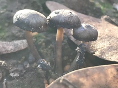 Lyophyllum anthracophilum