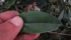 Ageratina tinifolia
