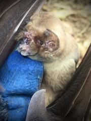 Mormoops megalophylla