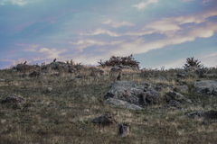 Osphranter robustus robustus