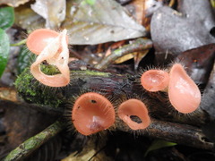 Parmacochlea