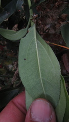Ageratina tinifolia