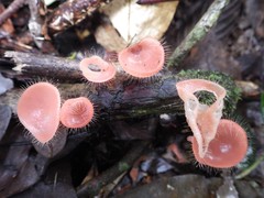 Parmacochlea