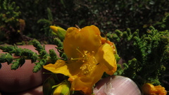 Hypericum goyanesii