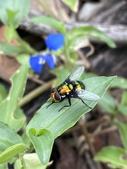 Amenia chrysame