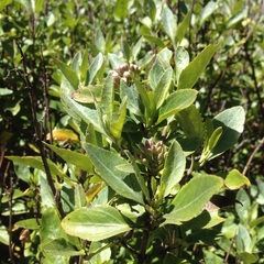 Ageratina glabrata