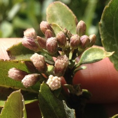 Ageratina glabrata