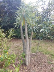 Pachypodium baronii