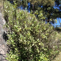 Ageratina glabrata