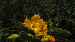 Hypericum goyanesii