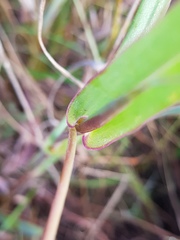Diheteropogon amplectens