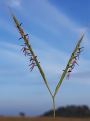 Diheteropogon amplectens
