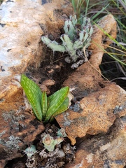 Euphorbia schinzii