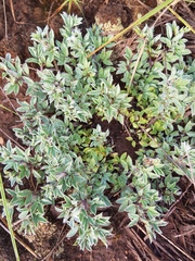 Listia heterophylla