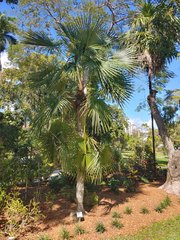 Coccothrinax spissa