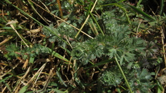Alchemilla nivalis