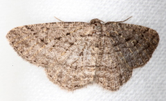 Zermizinga sinuata