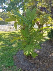Pinanga coronata