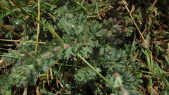 Alchemilla nivalis