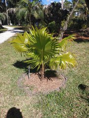 Saribus rotundifolius