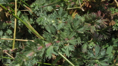 Alchemilla nivalis