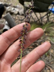 Cenchrus caliculatus