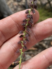 Cenchrus caliculatus