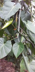 Philodendron hederaceum