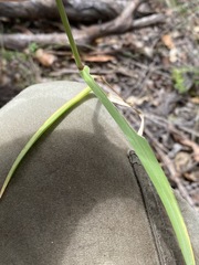 Cenchrus caliculatus