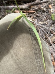 Cenchrus caliculatus