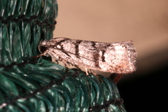 Lichenaula onychodes