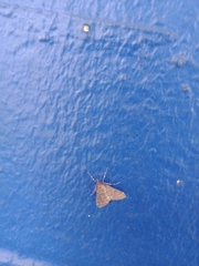 Proternia philocapna