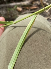 Cenchrus caliculatus