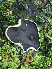 Daleomyces petersii