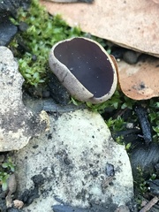 Daleomyces petersii