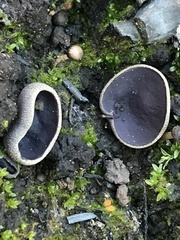 Daleomyces petersii
