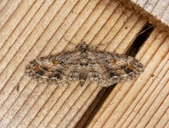 Eupithecia graefii
