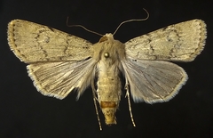 Euxoa comosa
