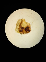 Psechrus libelti