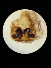 Psechrus libelti