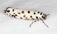 Ethmia clytodoxa